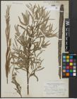 Foto von Salix argophylla Nutt.